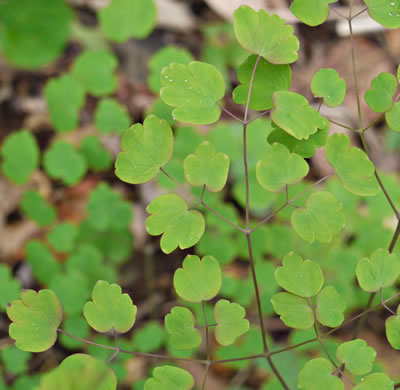 image of Thalictrum dioicum, Early Meadowrue