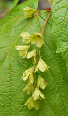 Acer pensylvanicum, Striped Maple, Moosewood