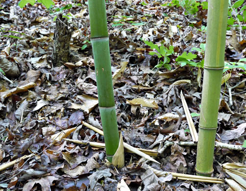 image of Phyllostachys aurea, Golden Bamboo, Fishpole Bamboo