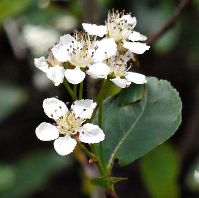 image of Aronia melanocarpa, Black Chokeberry