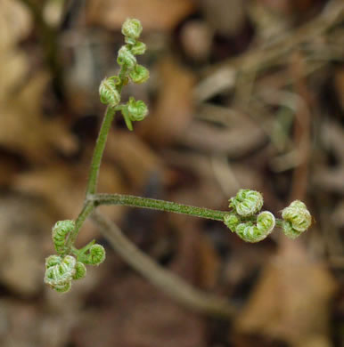 image of Pteridium latiusculum, Eastern Bracken, Brake