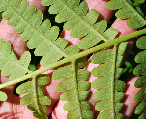 Claytosmunda claytoniana, Interrupted Fern