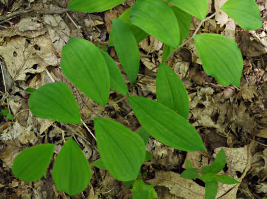 image of Uvularia sessilifolia, Wild-oats, Sessile-leaf Bellwort, Straw-lily