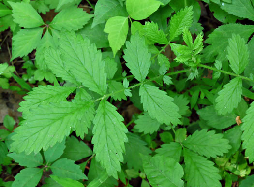 image of Agrimonia rostellata, Woodland Agrimony