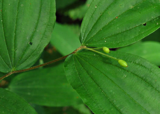 image of Prosartes lanuginosa, Yellow Mandarin, Yellow Fairybells