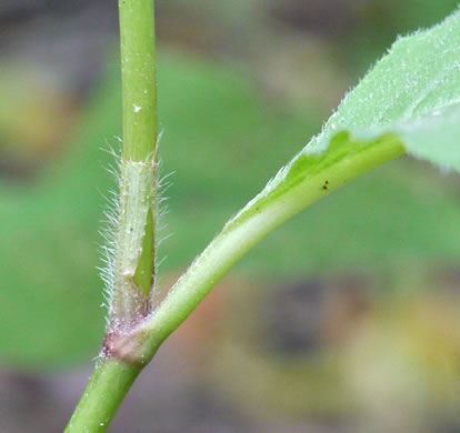 Persicaria virginiana, Virginia Jumpseed