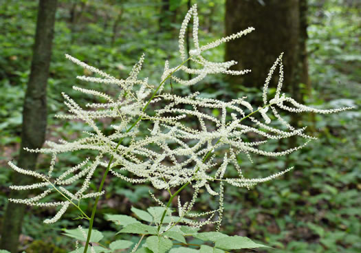 Aruncus dioicus var. dioicus, Eastern Goatsbeard, Bride's Feathers