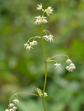 image of Thalictrum amphibolum, Skunk Meadowrue, Waxy Meadowrue