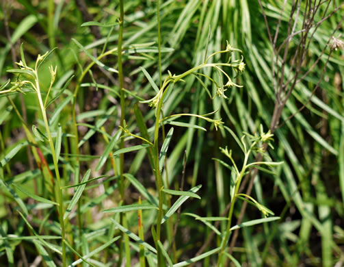 image of Sericocarpus linifolius, Narrowleaf Whitetop Aster, Slender Whitetop Aster