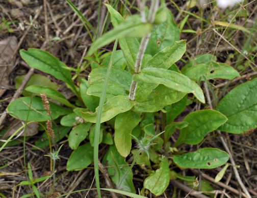 image of Penstemon australis, Downy Beardtongue, Sandhill Beardtongue, Southern Beardtongue, Southeastern Beardtongue