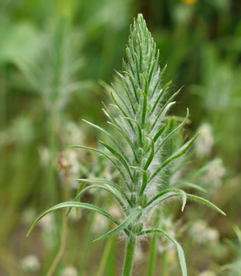 image of Plantago aristata, Bracted Plantain, Large-bracted Plantain, Buckhorn Plantain