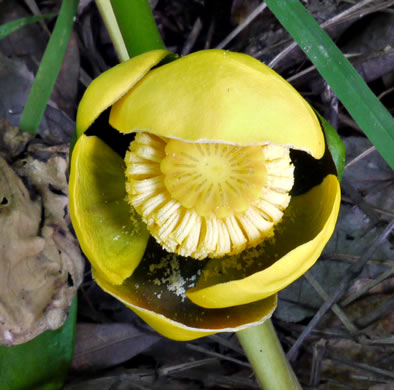 Spatterdock