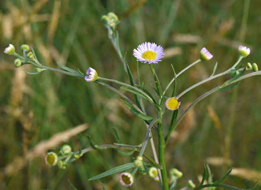 image of Erigeron strigosus var. strigosus, Daisy Fleabane, Common Rough Fleabane, Prairie Fleabane, Slender Daisy Fleabane