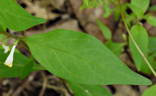 image of Melampyrum lineare, Cow-wheat