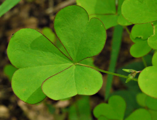 image of Oxalis grandis, Large Wood-sorrel, Great Yellow Wood-sorrel