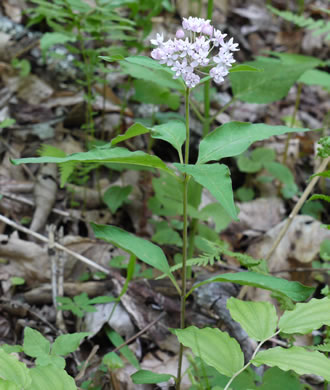 image of Asclepias quadrifolia, Fourleaf Milkweed