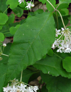 image of Asclepias quadrifolia, Fourleaf Milkweed