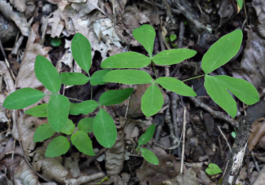 Taenidia integerrima, Yellow Pimpernel