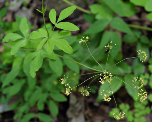 image of Taenidia integerrima, Yellow Pimpernel