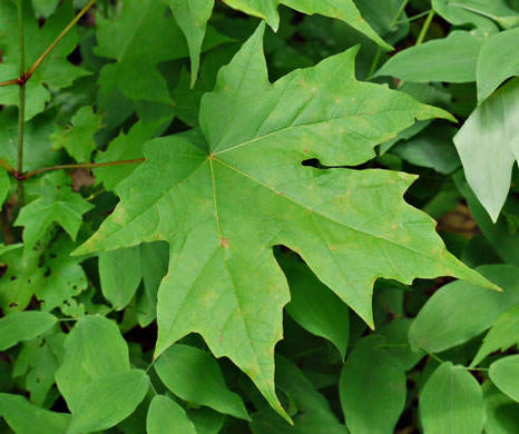 Acer saccharum var. saccharum, Sugar Maple, Hard Maple, Sugar-tree