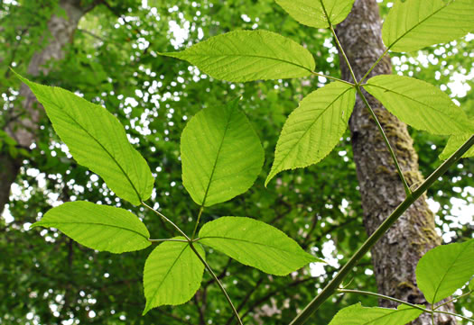 image of Rubus canadensis, Smooth Blackberry, Thornless Blackberry