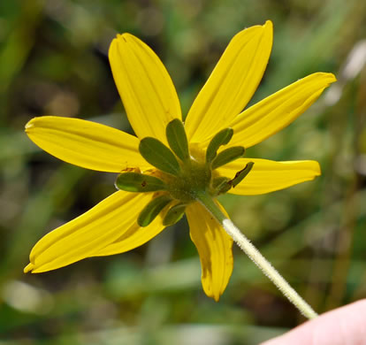 image of Coreopsis major var. major, Whorled Coreopsis, Woodland Coreopsis