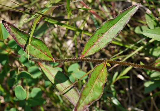 image of Oenothera fruticosa var. fruticosa, Narrowleaf Sundrops