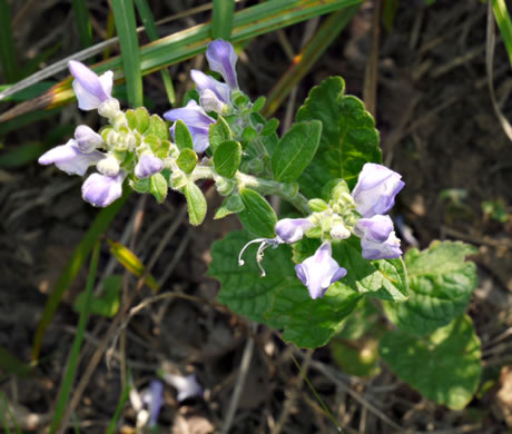 image of Scutellaria elliptica var. elliptica, Hairy Skullcap, Elliptic-leaved Skullcap