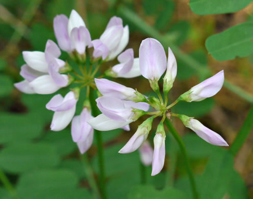 image of Securigera varia, Crown-vetch