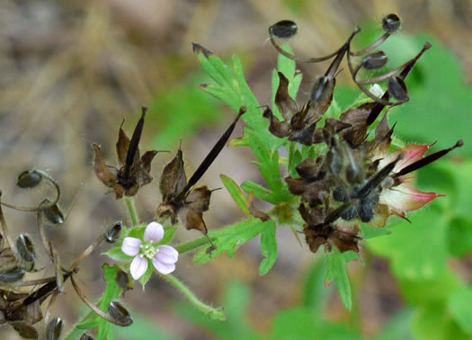 image of Geranium carolinianum, Carolina Cranesbill