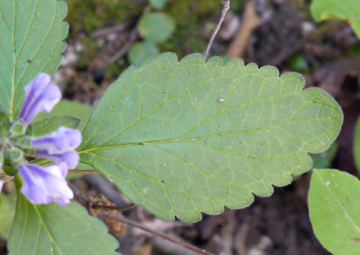 Hairy Skullcap