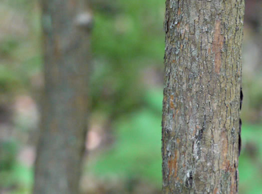 image of Vaccinium fuscatum, Hairy Highbush Blueberry, Black Highbush Blueberry