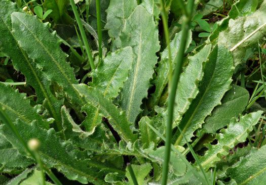 image of Hypochaeris radicata, Hairy Cat's-ear, Spotted Cat's-ear, Cat's Ear Dandelion