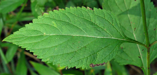 image of Verbena urticifolia, White Vervain, Nettleleaf Verbena, Velvetleaf Vervain