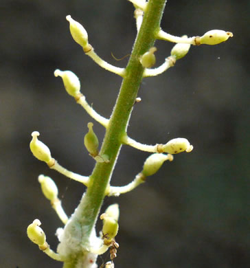 image of Actaea racemosa, Common Black Cohosh, Early Black Cohosh, Black Snakeroot, black bugbane