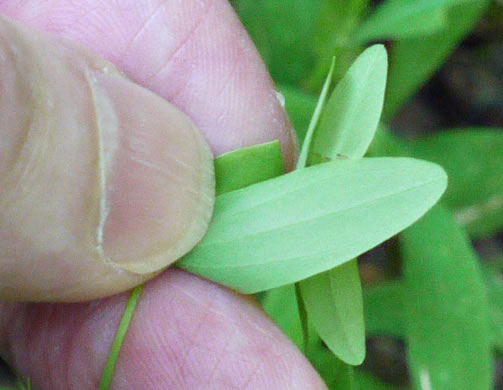 image of Hypericum mutilum var. mutilum, Common Dwarf St. Johnswort