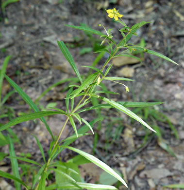 image of Steironema lanceolatum, Lanceleaf Loosestrife