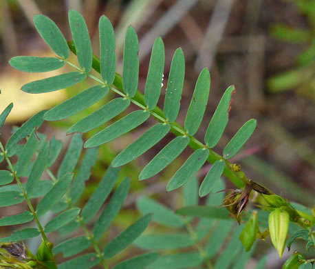 Chamaecrista fasciculata var. fasciculata, Common Partridge-pea, Showy Partridge Pea