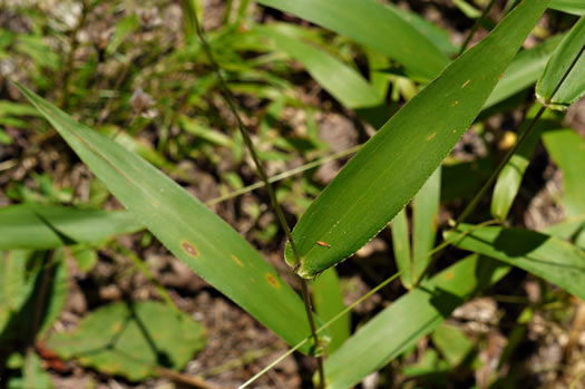 image of Dichanthelium commutatum +, Variable Witchgrass