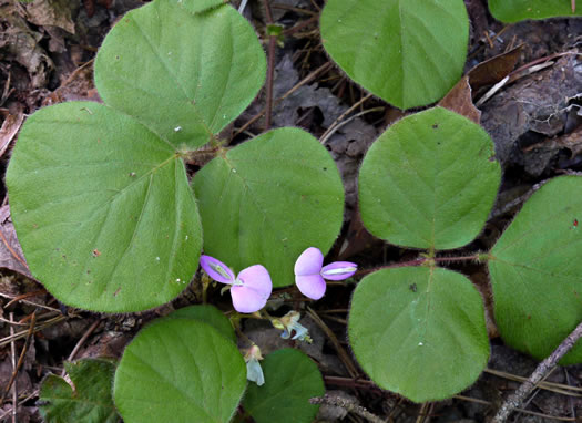 Desmodium rotundifolium, Roundleaf Tick-trefoil, Dollarleaf, Prostrate Tick-trefoil, Sessileleaf Tick-trefoil