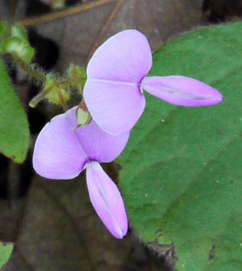 Desmodium rotundifolium, Roundleaf Tick-trefoil, Dollarleaf, Prostrate Tick-trefoil, Sessileleaf Tick-trefoil