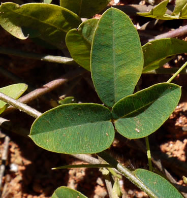 Lespedeza repens, Smooth Trailing Lespedeza, Creeping Lespedeza, Creeping Bush-clover