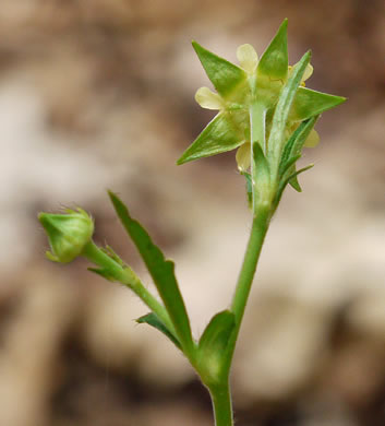 image of Geum virginianum, Pale Avens, Cream Avens