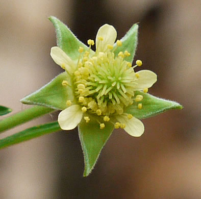 Pale Avens