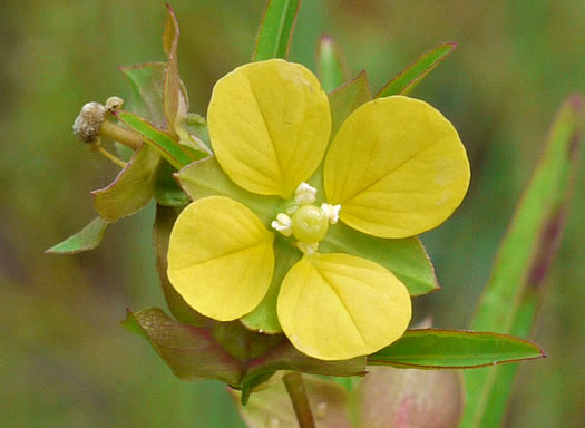 image of Ludwigia alternifolia, Alternate-leaf Seedbox, Bushy Seedbox