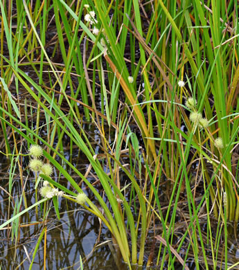 image of Sparganium americanum, American Bur-reed