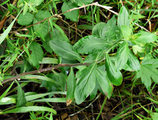 image of Lobelia puberula, Downy Lobelia, Hairy Lobelia