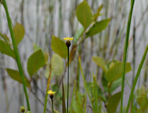 image of Xyris torta, Twisted Yellow-eyed-grass, Mountain Yellow-eyed-grass, Slender Yellow-eyed-grass