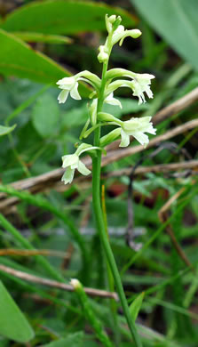 Small Green Wood Orchid