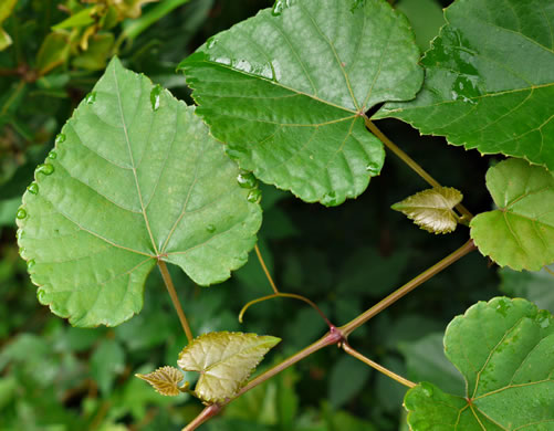 Vitis baileyana, Possum Grape